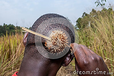 African man using a dry lion`s tail orÂ  wild dagga Leonotis leonurus flower as a hair brush, Uganda Stock Photo